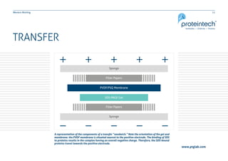 11Western Blotting
TRANSFER
A representation of the components of a transfer “sandwich.” Note the orientation of the gel and
membrane: the PVDF membrane is situated nearest to the positive electrode. The binding of SDS
to proteins results in the complex having an overall negative charge. Therefore, the SDS-bound
proteins travel towards the positive electrode.
www.ptglab.com
 