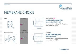 13Western Blotting
MEMBRANE CHOICE
Beta-Catenin
DLMDGLPPGDSNQLAWFDTDL
Works on both PVDF & NC
Proteins with a hydrophilic character
work better on PVDF.
PVDF
NALP-3
CLLQNLGLSEMYFNYETKSA
Works better on NC
Proteins with a hydrophobic character
work better on PVDF.
Nitrocellulose
Residue Number
www.ptglab.com
 