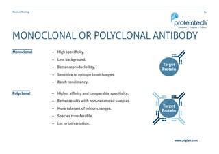 14Western Blotting
MONOCLONAL OR POLYCLONAL ANTIBODY
–– Higher affinity and comparable specificity.
–– Better results with non-denatured samples.
–– More tolerant of minor changes.
–– Species transferable.
–– Lot to lot variation.
–– High specificity.
–– Less background.
–– Better reproducibility.
–– Sensitive to epitope loss/changes.
–– Batch consistency.
Polyclonal
Monoclonal
www.ptglab.com
 