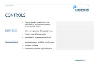 15Western Blotting
CONTROLS
–– Cells overexpressing the target protein.
–– Purified recombinant protein.
–– Samples with proven positive signal.
–– Control samples on a Western Blot
	 might help to understand the cause
	 of non-specific bands.
–– Samples targeted with RNA interference.
–– Knockout samples.
–– Samples with proven negative signal.
Positive Control
Negative Control
www.ptglab.com
 