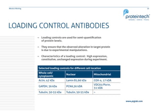 16Western Blotting
LOADING CONTROL ANTIBODIES
–– Loading controls are used for semi-quantification
	 of protein levels.
–– They ensure that the observed alteration in target protein
	 is due to experimental manipulations.
–– Characteristics of a loading control: high expression, 		
	 constitutive, unchanged expression during experiment.
Selected loading controls for different cell location
Whole cell/
cytoplasmic
Nuclear Mitochondrial
Actin, 42 kDa Lamin B1,66 kDa COX-4, 17 kDA
GAPDH, 36 kDa PCNA,36 kDA
VDCA1/Porin,
31 kDA
Tubulin, 50-55 kDa Tubulin, 50-55 kDa –
www.ptglab.com
 