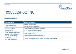 18Western Blotting
TROUBLESHOOTING
Non-specific Binding
Potential cause Suggested solution
Sample degradation.
Prepare fresh lysates.
Include protease inhibitors.
Interference from
other isoforms.
Check literature for known isoforms.
Use isoform-specific antibody.
Target protein abundance
is lower than threshold of
non-specific binding.
Load more protein.
Enrich low abundance proteins by IP.
Inefficient
SDS-PAGE separation.
Change the gel percentage to suit the target protein’s MW.
www.ptglab.com
 