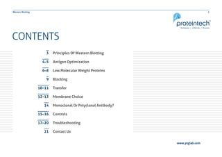 2Western Blotting
CONTENTS
Principles Of Western Blotting
Antigen Optimization
Low Molecular Weight Proteins
Blocking
Transfer
Membrane Choice
Monoclonal Or Polyclonal Antibody?
Controls
Troubleshooting
Contact Us
3
4–5
6–8
9
10–11
12–13
14
15–16
17–20
21
2Western Blotting
www.ptglab.com
 