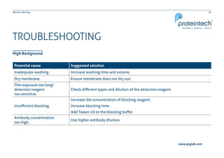 20Western Blotting
TROUBLESHOOTING
High Background
Potential cause Suggested solution
Inadequate washing. Increase washing time and volume.
Dry membrane. Ensure membrane does not dry out.
Film exposure too long/
detection reagent
too sensitive.
Check different types and dilution of the detection reagent.
Insufficient blocking.
Increase the concentration of blocking reagent.
Increase blocking time.
Add Tween 20 to the blocking buffer.
Antibody concentration
too high.
Use higher antibody dilution.
www.ptglab.com
 