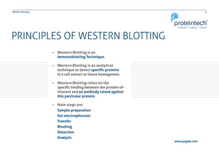 3Western Blotting
PRINCIPLES OF WESTERN BLOTTING
–– Western Blotting is an
	 Immunoblotting Technique.
–– Western Blotting is an analytical 		
	 technique to detect specific proteins
	 in a cell extract or tissue homogenate.
–– Western Blotting relies on the
	 specific binding between the protein-of-	
	 interest and an antibody raised against 	
	 this particular protein.
–– Main steps are:
Sample preparation
Gel electrophoresis
Transfer
Blocking
Detection
Analysis
3Western Blotting
www.ptglab.com
 