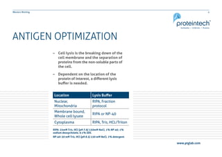 4Western Blotting
ANTIGEN OPTIMIZATION
–– Cell lysis is the breaking down of the
	 cell membrane and the separation of 	
	 proteins from the non-soluble parts of 	
	 the cell.
–– Dependent on the location of the
	 protein of interest, a different lysis 		
	 buffer is needed.
Location Lysis Buffer
Nuclear,
Mitochondria
RIPA, Fraction
protocol
Membrane bound,
Whole cell lysate
RIPA or NP-40
Cytoplasma RIPA, Tris, HCL/Triton
RIPA: 25mM Tris, HCl (pH 7.6) 150mM NaCl, 1% NP-40, 1%
sodium deoxycholate, 0.1% SDS.
NP-40: 50 mM Tris, HCl (pH 8.5) 150 mM NaCl, 1% detergent.
www.ptglab.com
 