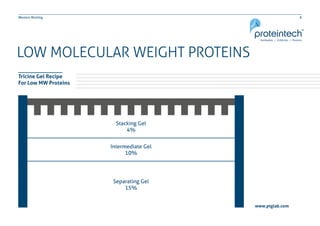 8Western Blotting
Tricine Gel Recipe
For Low MW Proteins
LOW MOLECULAR WEIGHT PROTEINS
Stacking Gel
4%
Intermediate Gel
10%
Separating Gel
15%
www.ptglab.com
 