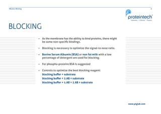 9Western Blotting
BLOCKING
–– As the membrane has the ability to bind proteins, there might
	 be some non-specific bindings.
–– Blocking is necessary to optimize the signal-to nose ratio.
–– Bovine Serum Albumin (BSA) or non fat milk with a low 		
	 percentage of detergent are used for blocking.
–– For phospho-proteins BSA is suggested
–– Controls to optimize the best blocking reagent:
blocking buffer + substrate
blocking buffer + 2.AB + substrate
blocking buffer + 1.AB + 2.AB + substrate
www.ptglab.com
 