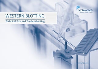 1Western Blotting
WESTERN BLOTTING
Technical Tips and Troubleshooting
www.ptglab.comwww.ptglab.com
 