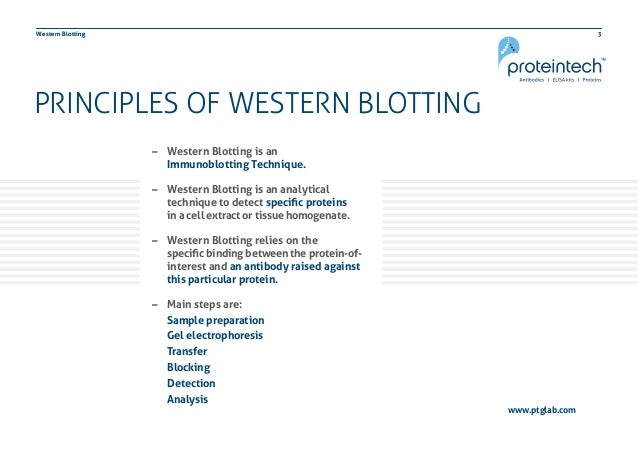 western blot transfer troubleshooting western blot transfer troubleshooting
