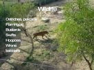 Wildlife Ostriches, pelicans Flamingos Bustards Swifts Hoopoes Wrens babblers 