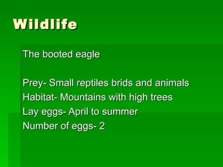 Wildlife The booted eagle Prey- Small reptiles brids and animals Habitat- Mountains with high trees Lay eggs- April to summer Number of eggs- 2 