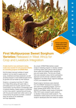 6 Research Program WCA, Highlights 2016
First Multipurpose Sweet Sorghum
Varieties Released in West Africa for
Crop and Livestock Integration
A tasty treat for man and beast is being
made even sweeter for all consumers thanks
to a breeding program at ICRISAT-Mali.
And the latest improved varieties of sweet
sorghum can be used to supply juice for
syrup, bioethanol and beer production as well
as being enjoyed in more traditional grain forms
by growers and as fodder by their livestock.
Sorghum, occupying more than 27 million
ha in West Africa along with pearl millet, is
principally grown for its grain used for human
consumption, but the stover is increasingly used
in livestock feeding. Sweet sorghum constitutes
a minor crop, grown in general around houses
with the juicy and sweet stem either sold or self
consumed by the growers as treats. Livestock
enjoy the stover for its sweetness
and high digestibility.
As a result, ICRISAT-Mali started a sweet
sorghum breeding program to develop varieties
combining higher grain yield as well as greater
stover yields and qualities while maintaining
juicy and sweet stems. The first set of these
lines was evaluated using a farmer participatory
approach and the farmers’ preferred varieties
registered in the West African regional catalogue
in 2016, and released in Mali.
Sweet sorghum landraces were obtained
from the ICRISAT Genebank for evaluation
and used in the breeding program. Some of
these varieties (ICSR 93034, SPV 422 and
IS23541) and Malian sweet sorghum landraces
(F60, F221) were crossed to grain sorghum
to develop multipurpose sweet sorghum. The
Genebank’s sweet sorghum and the new sweet
sorghum developed were then tested on-station
Credit: Baloua Nebie,
ICRISAT
Farmers appreciating
multipurpose sweet
sorghum in the field,
Koulikoro, Mali.
Photo
2
 