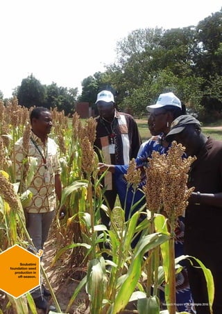 ICRISAT Research Program West and Central Africa 2016 Highlights- First Multipurpose Sweet Sorghum Varieties Released in West Africa for Crop and Livestock Integration