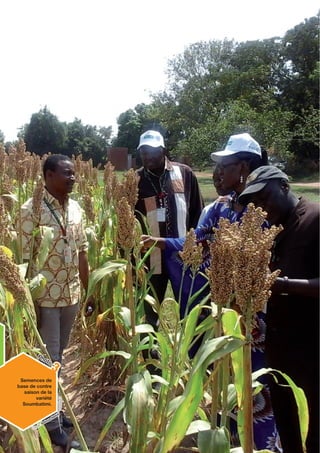 ICRISAT Research Program West and Central Africa 2016 Highlights- First Multipurpose Sweet Sorghum Varieties Released in West Africa for Crop and Livestock Integration (French)