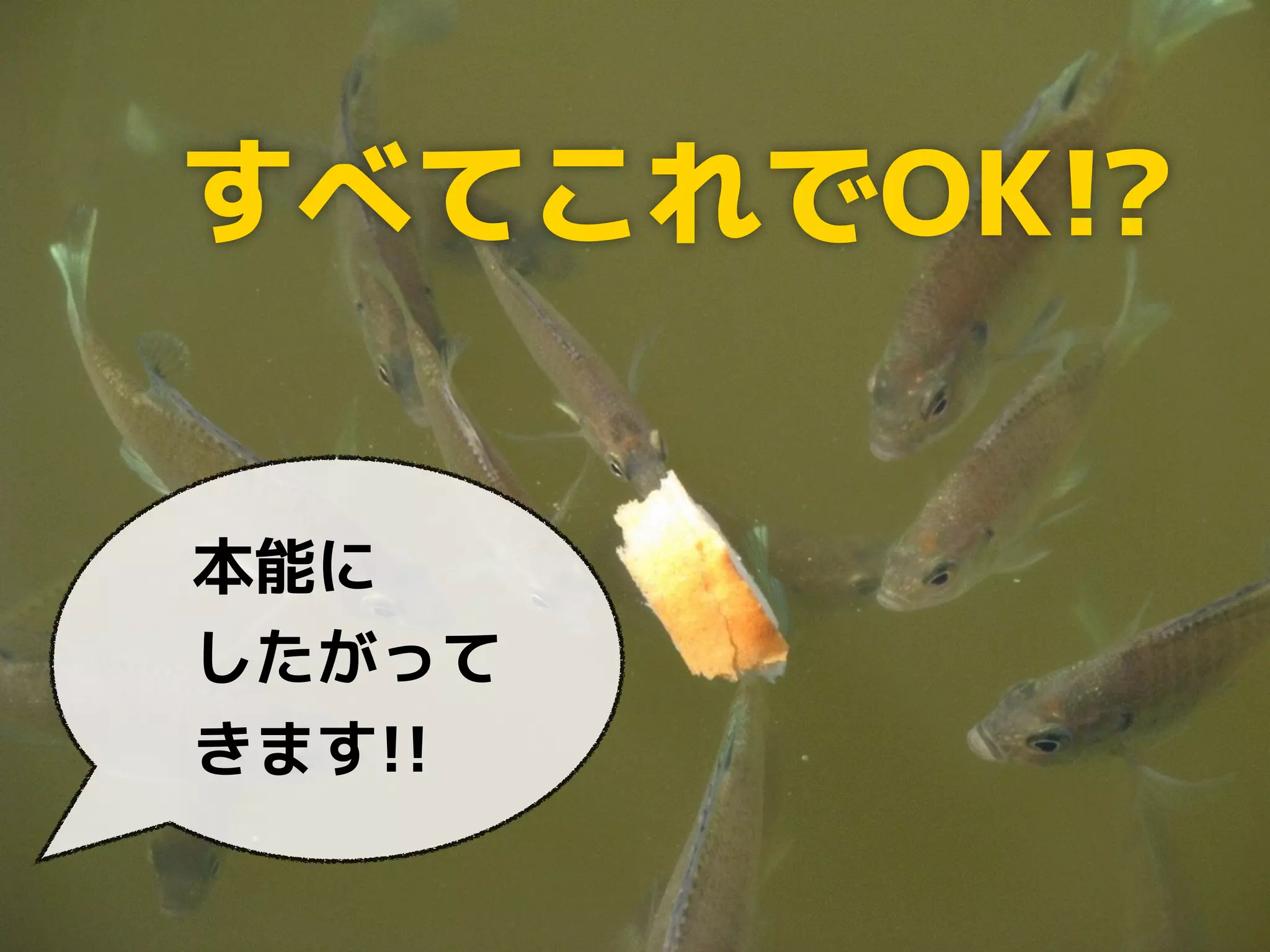 すべてこれでOK!? 
本能に 
したがって 
きます!! 
 