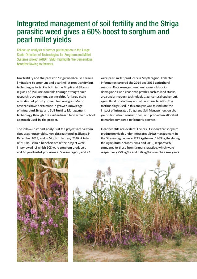 Integrated management of soil fertility and the Striga parasitic weed gives a 60 boost to