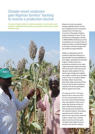 Climate-smart sorghums
gain Nigerian farmers’ backing
to reverse a production decline
Despite an annual consumption
among smallholder farmers of more
than 75 kg/person and its consequent
important role in the diets and
economies of the people of Nigeria,
sorghum production in terms of area
harvested and yields began to decline
in 2009 (FAOSTAT, 2012) because of the
unavailability and non-dissemination of
improved varieties and hybrids adapted
to the Sudan and Sahel ecologies with
low rainfall and Striga infestation.
ICRISAT, in collaboration with the
Institute for Agricultural Research at
Ahmadu Bello University (IAR/ABU) of
Zaria, Nigeria, developed and evaluated
sorghum varieties with farmer
participatory evaluation across major
sorghum growing ecologies during the
2015 rainy season. Early maturity and
high grain yields adapted to the dry
savanna agro-ecology were targeted.
Four sorghum varieties were evaluated
on-farm across nine locations (Bakori,
Gambawa, Wajeri, Gumel, Ikara,
Kofa, Ningi, Zango and Zaria) with five
farmers at each location tending the
replications for farmer participatory
selection against local checks.
On a plot size of 10 m2
, hills were
spaced at 30 cm inter-row and 75
cm intra-row spacings for the on-
farm trials. Recommended fertilizer
rates were applied at three and six
weeks after planting and data for
days to 50% flowering and grain
yield recorded and analyzed from
the individual locations. Participatory
appraisals at each location were
based on the major farmer-preferred
sorghum variety traits, including
days to maturity (earliness), grain
size (bold), plant height (medium)
and grain color (white or yellow).
A reversal in Nigeria’s decline in sorghum production is on track after a joint
program of developing and evaluating new improved ‘climate-smart’ varieties
with farmer help.
 