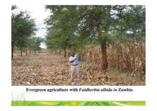 Transformational Opportunities to Perennialize Global Farming Creating an EverGreen Agriculture]