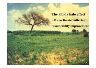 Transformational Opportunities to Perennialize Global Farming Creating an EverGreen Agriculture]