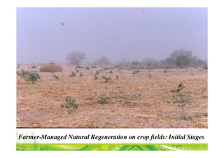 Transformational Opportunities to Perennialize Global Farming Creating an EverGreen Agriculture]