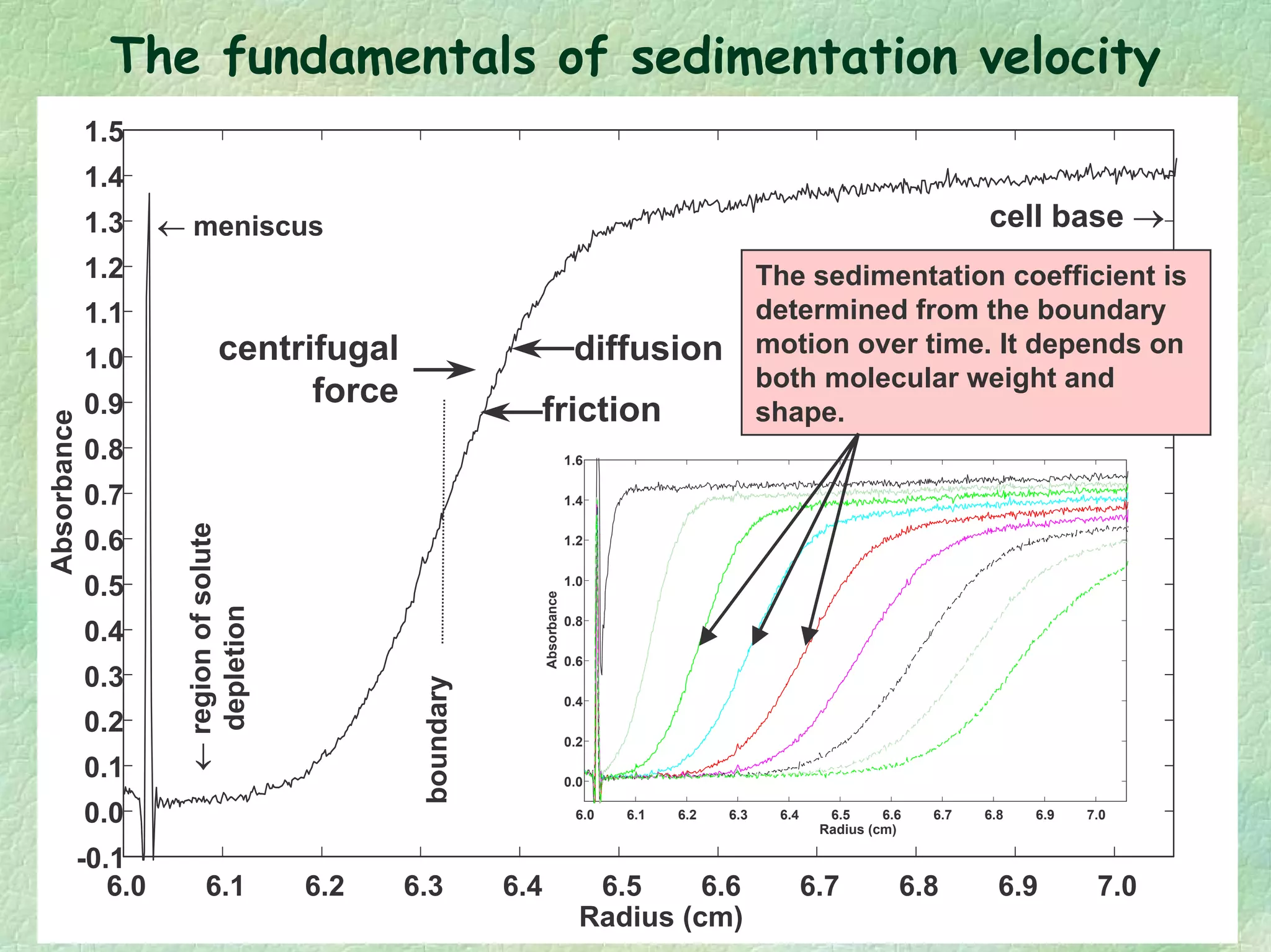 The fundamentals of sedimentation velocity
6.0 6.1 6.2 6.3 6.4 6.5 6.6 6.7 6.8 6.9 7.0
Radius (cm)
-0.1
0.0
0.1
0.2
0.3
0.4
0.5
0.6
0.7
0.8
0.9
1.0
1.1
1.2
1.3
1.4
1.5
Absorbance
6.0 6.1 6.2 6.3 6.4 6.5 6.6 6.7 6.8 6.9 7.0
Radius (cm)
0.0
0.2
0.4
0.6
0.8
1.0
1.2
1.4
1.6
Absorbance
centrifugal
force
diffusion
← meniscus
The sedimentation coefficient is
determined from the boundary
motion over time. It depends on
both molecular weight and
shape.
cell base →
friction
←regionofsolute
depletion
boundary
 