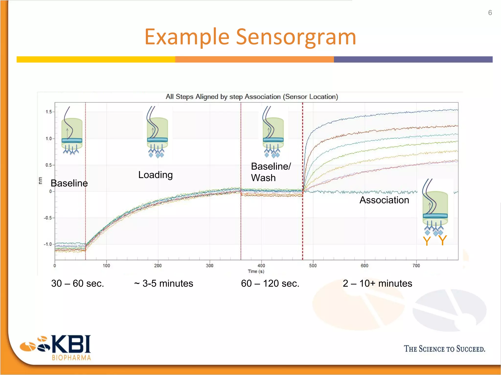 Example Sensorgram
6
Baseline
30 – 60 sec.
Loading
~ 3-5 minutes
Baseline/
Wash
60 – 120 sec.
Association
2 – 10+ minutes
Y Y
 
