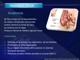 Se fija al ciego por el mesoapéndice.
Su interior comprende una cavidad
central, termina en fondo de saco,
se continua con el ciego,
Posee la válvula de Gerlach algunas veces
FUNCIONES
 Participa en el proceso de maduración de los linfocitos.
 Producción de inmunoglobulinas.
 Es un órgano inmunitario útil al parecer no esencial.
 Secreción de moco.
 Pertenece al tejido linfoide asociado a mucosa (MALT).
Ashcraft ,Cirugía Pediátrica ; Schwartz, Principios de cirugía 8va edición, 2003
 