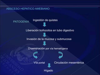 PATOGENIA
Ingestión de quistes
Liberación trofozoitos en tubo digestivo
Invasión de la mucosa y submucosa
Diseminación por vía hematógena
Circulación mesentérica
Vía portal
Hígado
 