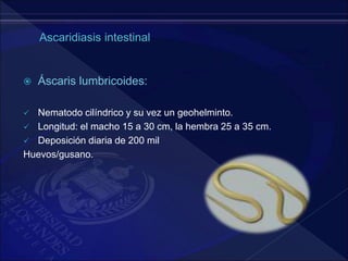  Áscaris lumbricoides:
 Nematodo cilíndrico y su vez un geohelminto.
 Longitud: el macho 15 a 30 cm, la hembra 25 a 35 cm.
 Deposición diaria de 200 mil
Huevos/gusano.
 