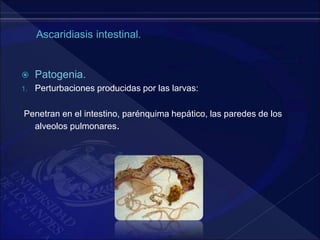  Patogenia.
1. Perturbaciones producidas por las larvas:
Penetran en el intestino, parénquima hepático, las paredes de los
alveolos pulmonares.
 