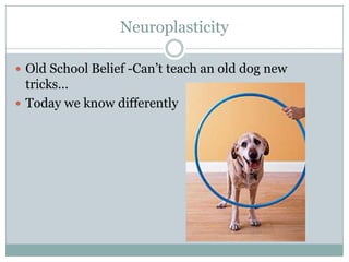 Neuroplasticity
 Old School Belief -Can’t teach an old dog new

tricks…
 Today we know differently

 