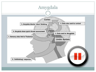 Amygdala

 