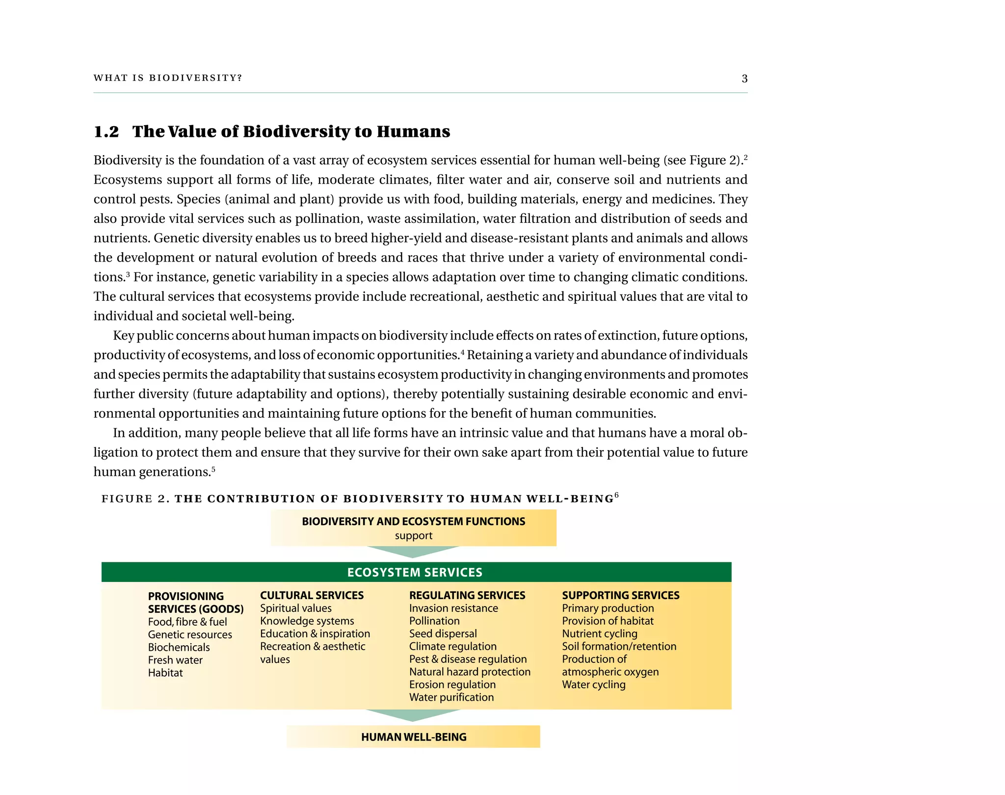   	
1.2	 The Value of Biodiversity to Humans
Biodiversity is the foundation of a vast array of ecosystem services essential for human well-being (see Figure 2).2
Ecosystems support all forms of life, moderate climates, filter water and air, conserve soil and nutrients and
control pests. Species (animal and plant) provide us with food, building materials, energy and medicines. They
also provide vital services such as pollination, waste assimilation, water filtration and distribution of seeds and
nutrients. Genetic diversity enables us to breed higher-yield and disease-resistant plants and animals and allows
the development or natural evolution of breeds and races that thrive under a variety of environmental condi-
tions.3
For instance, genetic variability in a species allows adaptation over time to changing climatic conditions.
The cultural services that ecosystems provide include recreational, aesthetic and spiritual values that are vital to
individual and societal well-being.
Key public concerns about human impacts on biodiversity include effects on rates of extinction, future options,
productivity of ecosystems, and loss of economic opportunities.4
Retaining a variety and abundance of individuals
and species permits the adaptability that sustains ecosystem productivity in changing environments and promotes
further diversity (future adaptability and options), thereby potentially sustaining desirable economic and envi-
ronmental opportunities and maintaining future options for the benefit of human communities.
In addition, many people believe that all life forms have an intrinsic value and that humans have a moral ob-
ligation to protect them and ensure that they survive for their own sake apart from their potential value to future
human generations.5
PROVISIONING
SERVICES (GOODS)
Food,fibre & fuel
Genetic resources
Biochemicals
Fresh water
Habitat
BIODIVERSITY AND ECOSYSTEM FUNCTIONS
support
CULTURAL SERVICES
Spiritual values
Knowledge systems
Education & inspiration
Recreation & aesthetic
values
SUPPORTING SERVICES
Primary production
Provision of habitat
Nutrient cycling
Soil formation/retention
Production of
atmospheric oxygen
Water cycling
REGULATING SERVICES
Invasion resistance
Pollination
Seed dispersal
Climate regulation
Pest & disease regulation
Natural hazard protection
Erosion regulation
Water purification
ECOSYSTEM SERVICES
HUMAN WELL-BEING
 2. the contribution of biodiversity to human well-being6
 