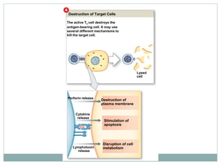 Target Cell Process Wc hum phys 26 feb | PPT