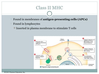 © 2012 Pearson Education, Inc.
Class II MHC
 Found in membranes of antigen-presenting cells (APCs)
 Found in lymphocytes
 Inserted in plasma membrane to stimulate T cells
 