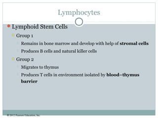 © 2012 Pearson Education, Inc.
Lymphocytes
Lymphoid Stem Cells
 Group 1
 Remains in bone marrow and develop with help of stromal cells
 Produces B cells and natural killer cells
 Group 2
 Migrates to thymus
 Produces T cells in environment isolated by blood–thymus
barrier
 