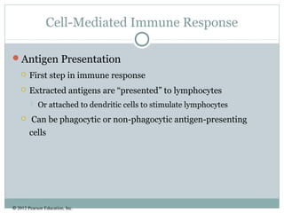 © 2012 Pearson Education, Inc.
Cell-Mediated Immune Response
Antigen Presentation
 First step in immune response
 Extracted antigens are “presented” to lymphocytes
 Or attached to dendritic cells to stimulate lymphocytes
 Can be phagocytic or non-phagocytic antigen-presenting
cells
 