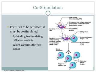 © 2012 Pearson Education, Inc.
Co-Stimulation
 For T cell to be activated, it
must be costimulated
 By binding to stimulating
cell at second site
 Which confirms the first
signal
 