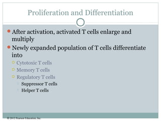 © 2012 Pearson Education, Inc.
Proliferation and Differentiation
After activation, activated T cells enlarge and
multiply
Newly expanded population of T cells differentiate
into
 Cytotoxic T cells
 Memory T cells
 Regulatory T cells
 Suppressor T cells
 Helper T cells
 