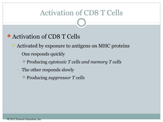 © 2012 Pearson Education, Inc.
Activation of CD8 T Cells
Activation of CD8 T Cells
 Activated by exposure to antigens on MHC proteins
 One responds quickly
 Producing cytotoxic T cells and memory T cells
 The other responds slowly
 Producing suppressor T cells
 