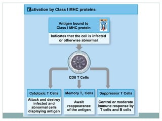 Activation by Class I MHC proteins
Antigen bound to
Class I MHC protein
Indicates that the cell is infected
or otherwise abnormal
CD8 T Cells
Cytotoxic T Cells Memory TC Cells
Attack and destroy
infected and
abnormal cells
displaying antigen
Await
reappearance
of the antigen
Control or moderate
immune response by
T cells and B cells
Suppressor T Cells
 