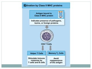 Activation by Class II MHC proteins
Helper T Cells
Stimulate immune
response by
T cells and B cells
Await
reappearance
of the antigen
Memory TH Cells
CD4 T Cells
Indicates presence of pathogens,
toxins, or foreign proteins
Antigen bound to
Class II MHC protein
 