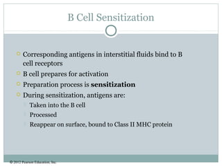 © 2012 Pearson Education, Inc.
B Cell Sensitization
 Corresponding antigens in interstitial fluids bind to B
cell receptors
 B cell prepares for activation
 Preparation process is sensitization
 During sensitization, antigens are:
 Taken into the B cell
 Processed
 Reappear on surface, bound to Class II MHC protein
 
