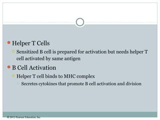 © 2012 Pearson Education, Inc.
Helper T Cells
 Sensitized B cell is prepared for activation but needs helper T
cell activated by same antigen
B Cell Activation
 Helper T cell binds to MHC complex
 Secretes cytokines that promote B cell activation and division
 