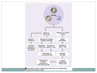 Release of
interferons
Infection of
tissue cells
Appearance of antigen
in plasma membrane
Infection of or uptake
by APCs
VIRUSES
Antigen
presentation
Activation of
helper T cells
Activation
of B cells
Antibody
production by
plasma cells
Destruction of
viruses or
prevention of
virus entry into cells
Increased
resistance to
viral infection
and spread
Stimulation
of NK cells
Activation of
cytotoxic T cells
Destruction of
virus-infected cells
Defenses against viruses involves direct contact with virus-infected cells
and antigen presentation by APCs.
 