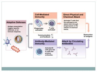 Adaptive Defenses
Cell-Mediated
Immunity
Direct Physical and
Chemical Attack
Antibody-Mediated
Immunity
Attack by Circulating
Antibodies
Destruction
of antigens
Phagocytes
activated
T cells
activated
Communication
and feedback
Antigen presentation
triggers specific
defenses, or an
immune response.
Activated B
cells give rise
to cells that
produce
antibodies.
Activated T cells find
the pathogens and
attack them through
phagocytosis or the
release of chemical
toxins.
 