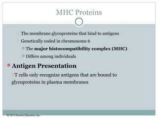 © 2012 Pearson Education, Inc.
MHC Proteins
 The membrane glycoproteins that bind to antigens
 Genetically coded in chromosome 6
 The major histocompatibility complex (MHC)
 Differs among individuals
Antigen Presentation
T cells only recognize antigens that are bound to
glycoproteins in plasma membranes
 