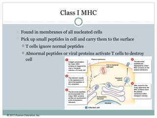 © 2012 Pearson Education, Inc.
Class I MHC
 Found in membranes of all nucleated cells
 Pick up small peptides in cell and carry them to the surface
 T cells ignore normal peptides
 Abnormal peptides or viral proteins activate T cells to destroy
cell
 