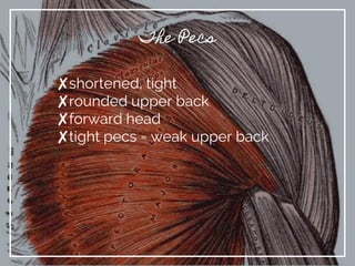 The Pecs
✘shortened, tight
✘rounded upper back
✘forward head
✘tight pecs = weak upper back
 